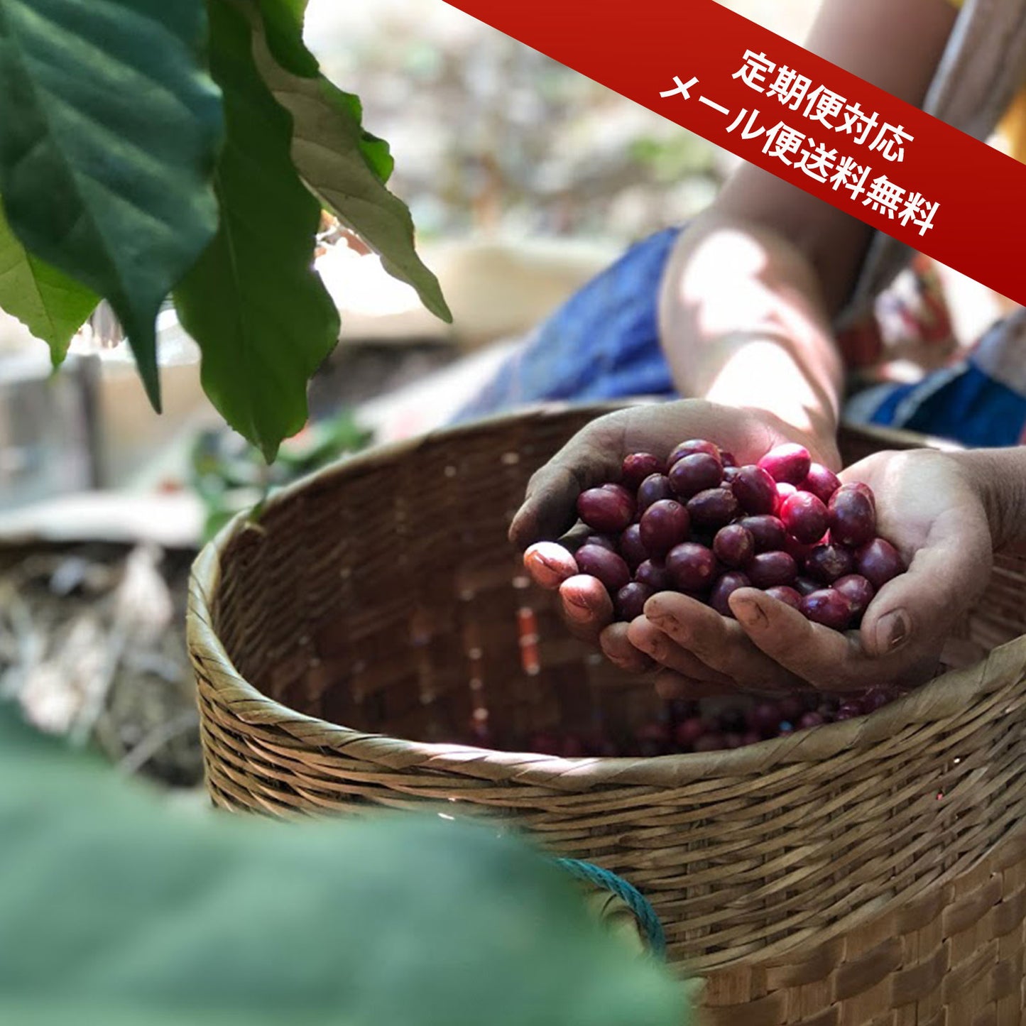 【送料無料・定期便対応】SDGs（ミャンマー＆東ティモール）フェアトレードセット
